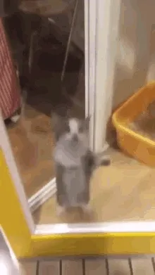 happycat.gif